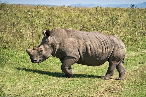 Een neushoorn die voorbijloopt