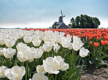 Windmolen met bollenveld van witte en rode tulpen, Nederland, truc, montage van Rene van der Meer