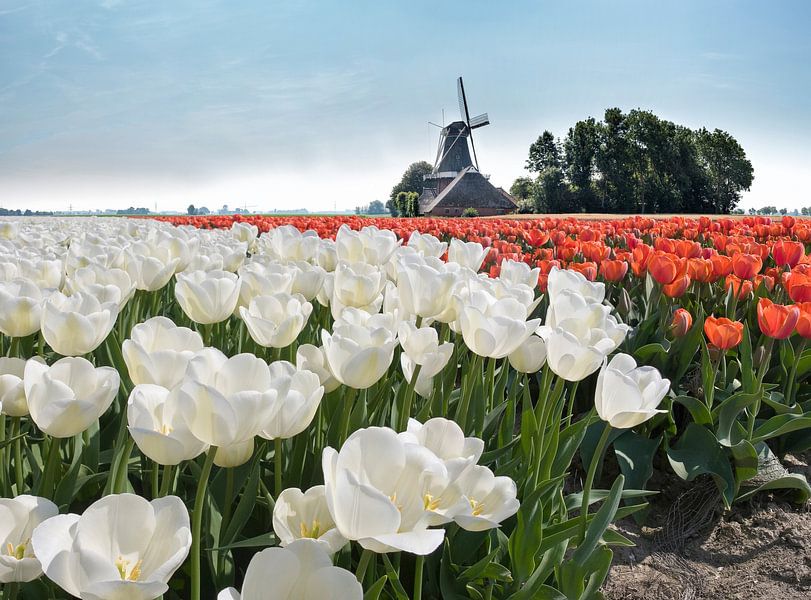 Windmill with bulb field of white and red tulips, Netherlands, trick, assembly by Rene van der Meer