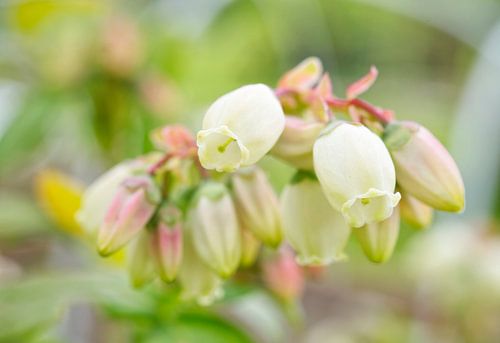 Pastel Bosbessenbloesems 0425