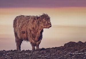 Jeune Highlander écossais