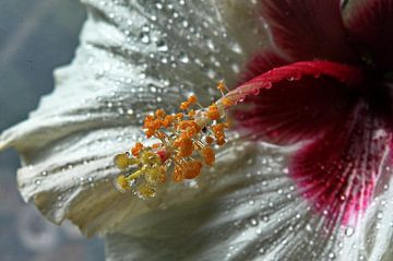 Funkelnde Tropfen - Hibiskusblüte von Christine Nöhmeier