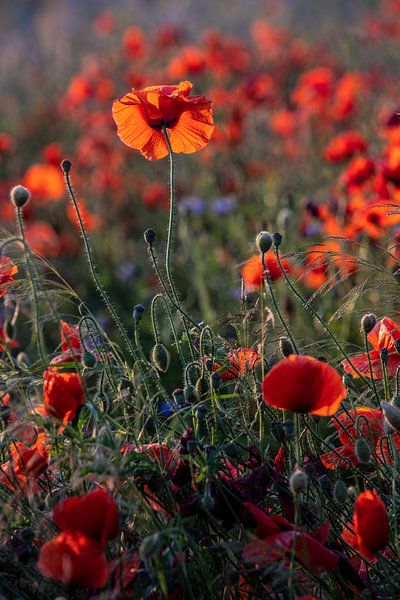 blooming red poppy von Winne Köhn