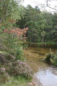 Klares Wasser im Wald von Floortje Mink