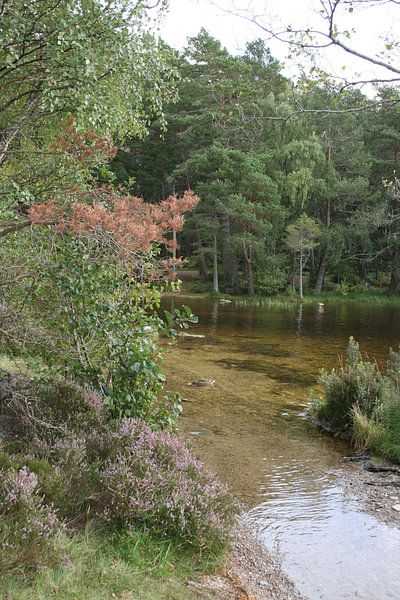 De l'eau claire dans la forêt par Floortje Mink