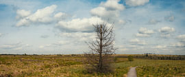 Holzsteg Durch Hohes Venn Panorama von Dirk Wüstenhagen