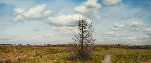 Wooden walkway through the Hohes Venn Panorama