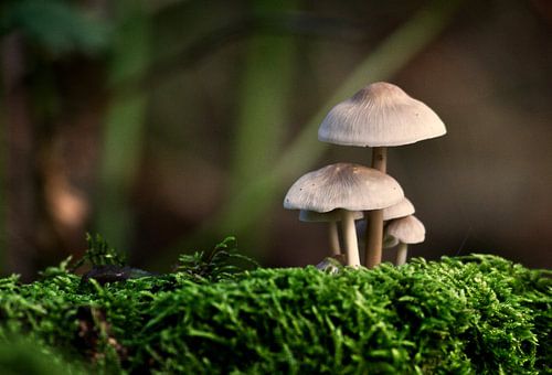 The ordinary sulfur head