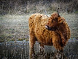 Schottischer Highlander von Dirk van Egmond