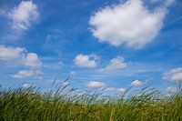 Gras en wolken