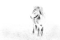 Exmoor Pony