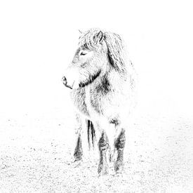 Exmoor Pony by Peter Ruijs