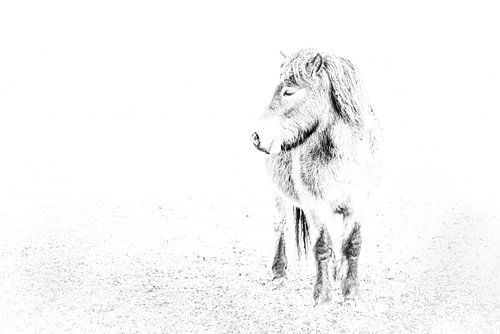 Exmoor Pony von Peter Ruijs