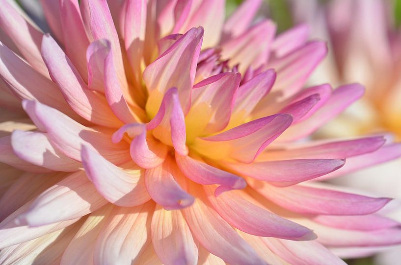 Dahlia by Violetta Honkisz