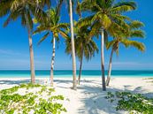 Palmen am Strand des Tropenparadieses Cay Levisa von Teun Janssen Miniaturansicht