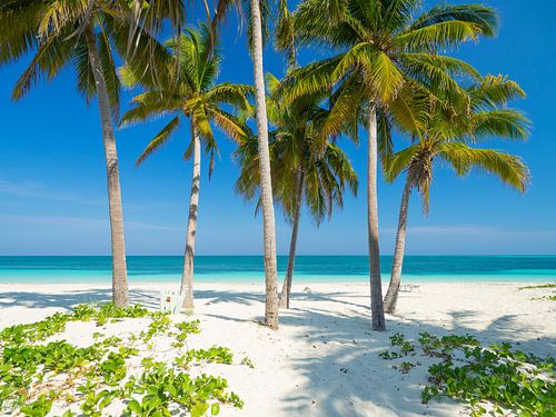 Palm trees on the beach of tropical paradise Cay Levisa