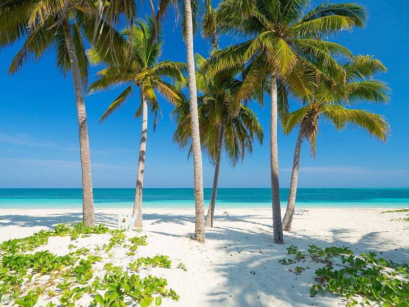 Palmen am Strand des Tropenparadieses Cay Levisa von Teun Janssen