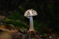 Décoration murale d'un champignon blanc avec des taches brunes