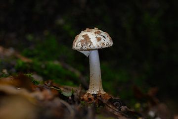 Wanddecoratie van een Witte Paddenstoel met Bruine Vlekken van Kristof Leffelaer