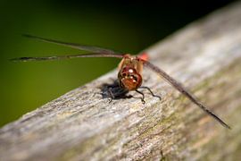 Blutrote Heidelibelle - Elegante Königin der Lüfte von Your Happy Life