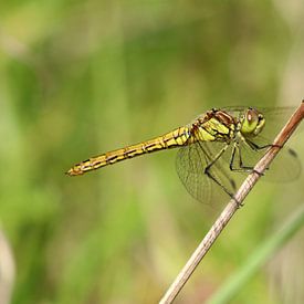 Große Heidelibelle von Matthias Brix
