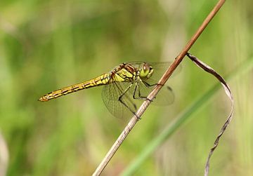 Große Heidelibelle von Matthias Brix