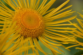 Inula helenium
