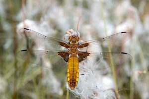 Libelle auf Wollgras