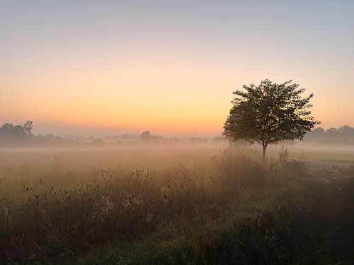 Landschap in de mist
