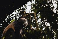 Gouden beweging – Speelse bewoners van Mgahinga National Park