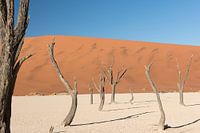 Bomen in Deadvlei