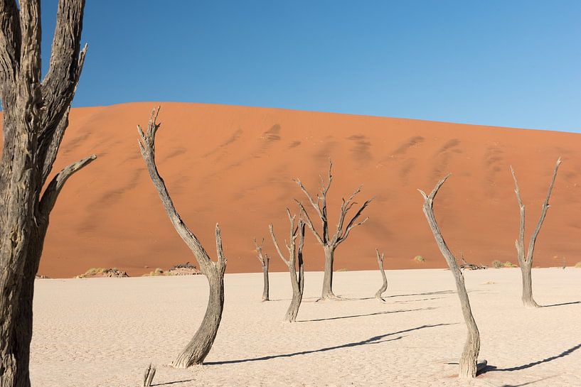 Bomen in Deadvlei van Felix Sedney