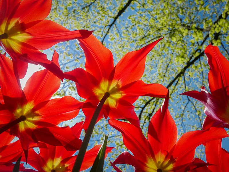 Rote Tulpen von Peet Romijn