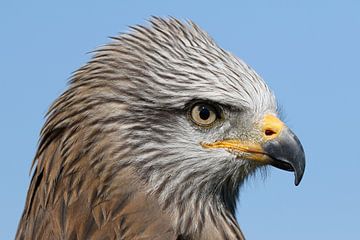 Schwarzmilan (Milvus migrans) von Ronald Pol