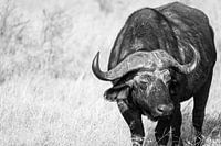 Koninklijk Portret van de Buffel