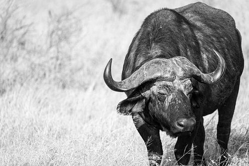 Royal Portrait of Buffalo