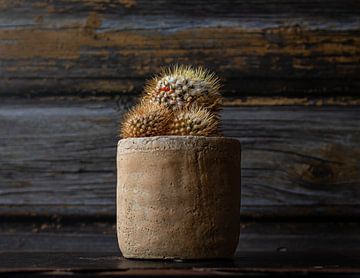 Three small cacti in an earthenware pot by Irene Ruysch