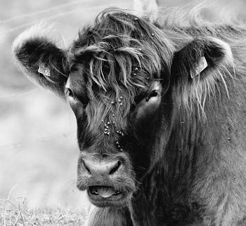 Schottischer Highlander