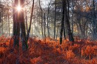 Zonnige ochtend in het bos met rode varens van Dennis van de Water thumbnail