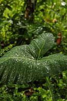 Raindrops on the leaf