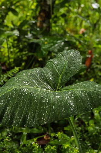 Regendruppels op het blad