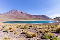 Miscanti Lagune in der Atacamawüste in Chile
