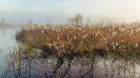 Peat moss - Eriophorum angustifolium