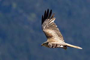 Schwarzmilan  im Vorbeiflug