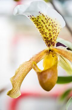 Orchid worlds by Jürgen Schmittdiel Photography