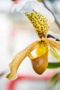 Orchideen Welten von Jürgen Schmittdiel Photography Miniaturansicht