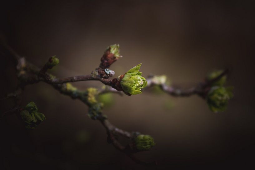 A new beginning leaves dark & moody van Sandra Hazes