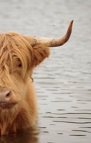Highlander écossais