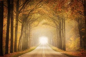 La route sans fin d'Exloo - l'automne en Drenthe