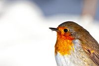 Roodborst in Sneeuw